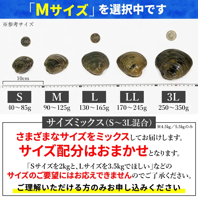 漁師直送！活ホンビノス貝1.5kg（Mサイズ）