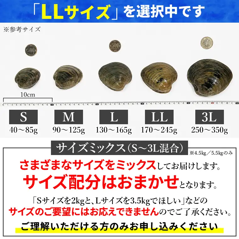 漁師直送！活ホンビノス貝1.5kg（LLサイズ）