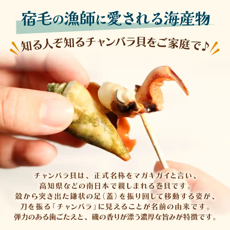チャンバラ貝 1kg 貝