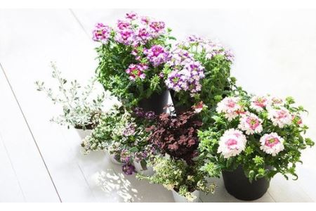 花のある暮らしで心もハッピー。季節の寄せ植え　【11218-0060】