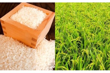 特別栽培米　キヌヒカリ　10kg　【11218-0221】