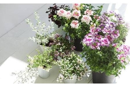 ＜12カ月定期便＞花のある暮らしで心もハッピー。季節の寄せ植え12カ月コース　【11218-0063】