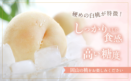 固めの 桃 2026年 先行予約 晩生の旬の 白桃 約1.8kg 5～7玉 進物用 もも モモ フルーツ 果物 岡山 赤磐市産 農マル園芸 あかいわ農園 家庭用 白皇 白露 甘々燦燦 あきぞら 西王母 瀬戸内白桃 