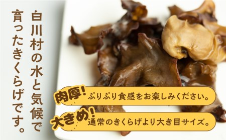 乾燥きくらげ 2袋セット 白川村産 白川郷 国産 キクラゲ[S232]
