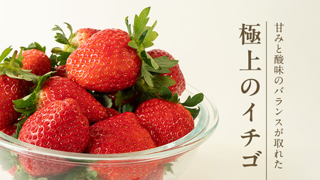 《 2027年 収穫分 》 完熟 とちおとめ 260g×2パック KEK 国産 いちご イチゴ 苺 くだもの 果物 フルーツ 冬 春 旬 [BC025sa]