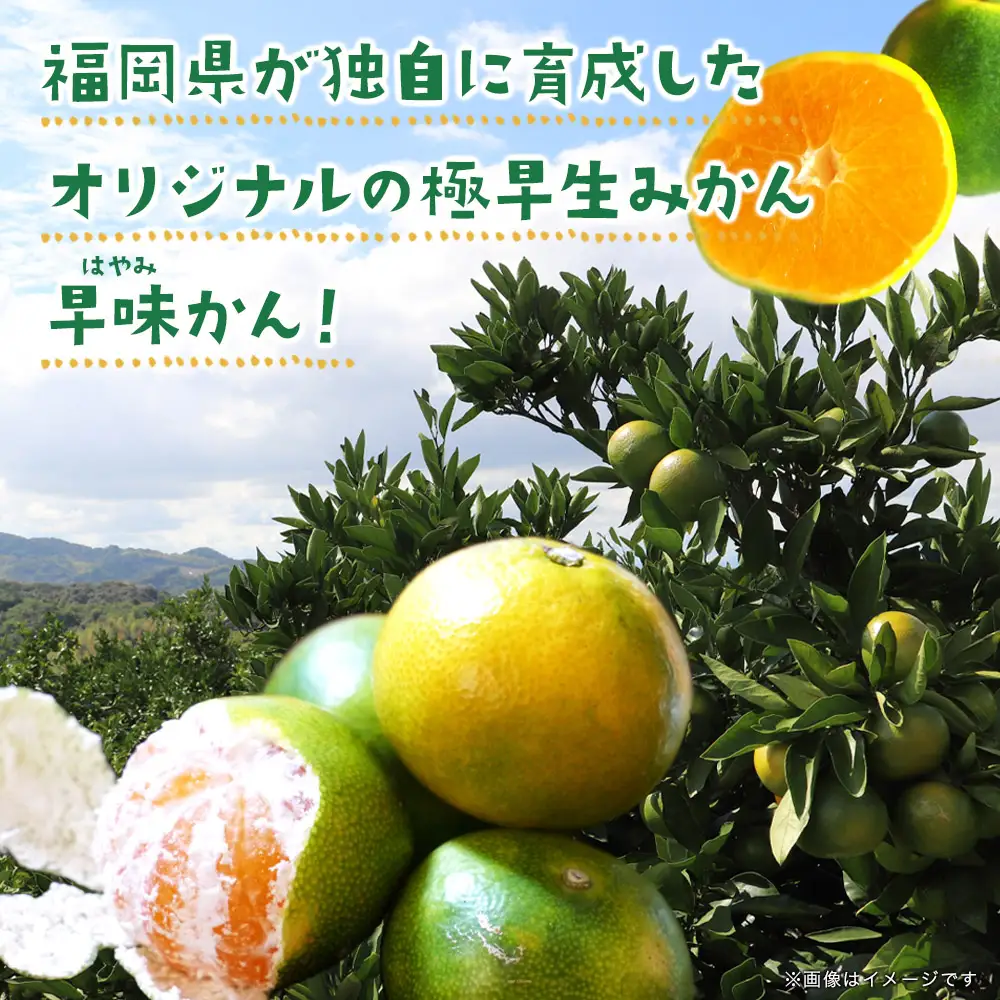【先行受付】2026年の秋に配送！福岡県オリジナル品種極早生みかん『早味かん』約5kg＜配送不可：北海道・沖縄・離島＞ 果物 フルーツ ミカン おいしい 八女 072-001