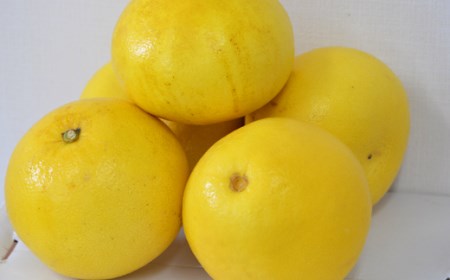 なるた果樹園 みかん定期便 A ぽんかん 土佐文旦 温州みかん ぶんたん 文旦 みかん