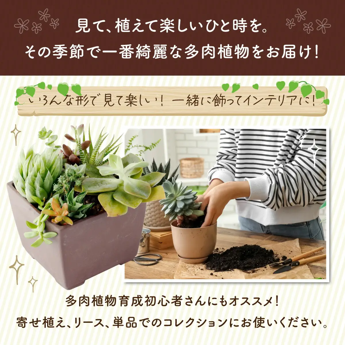 多肉植物の小苗20本（種類）セット