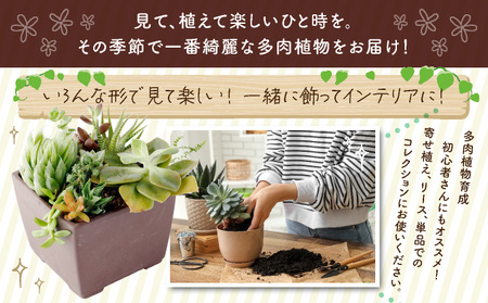 【初心者におすすめ】多肉植物の小苗10本（10種類）セット