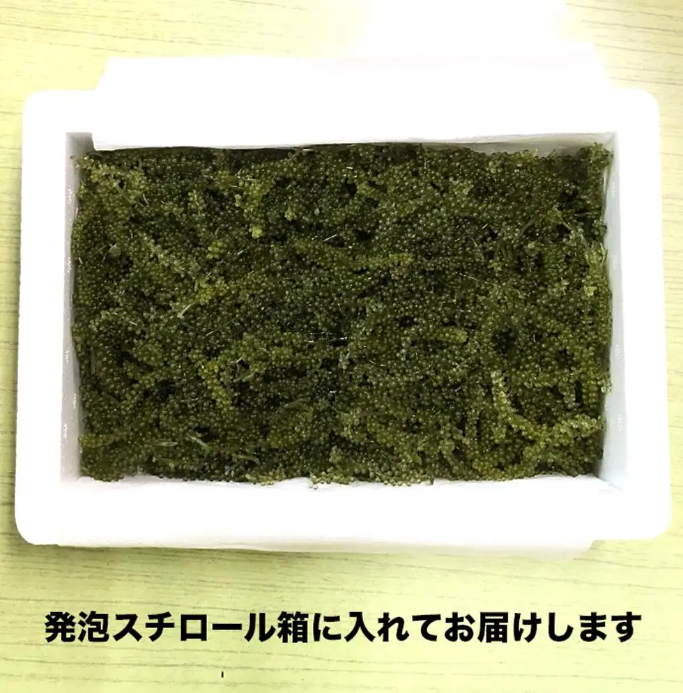 南城市産海ぶどう500g 