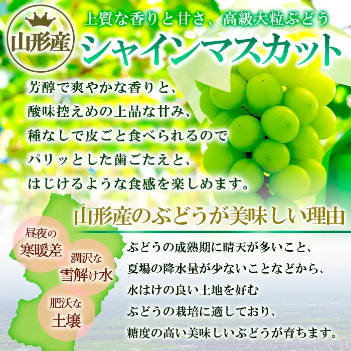 山形の大粒シャインマスカット 秀品 約5kg(5～8房)[9月中旬～10月中旬発送]【令和8年産先行予約】FS24-645 くだもの 果物 フルーツ 山形 山形県 山形市 2026年産