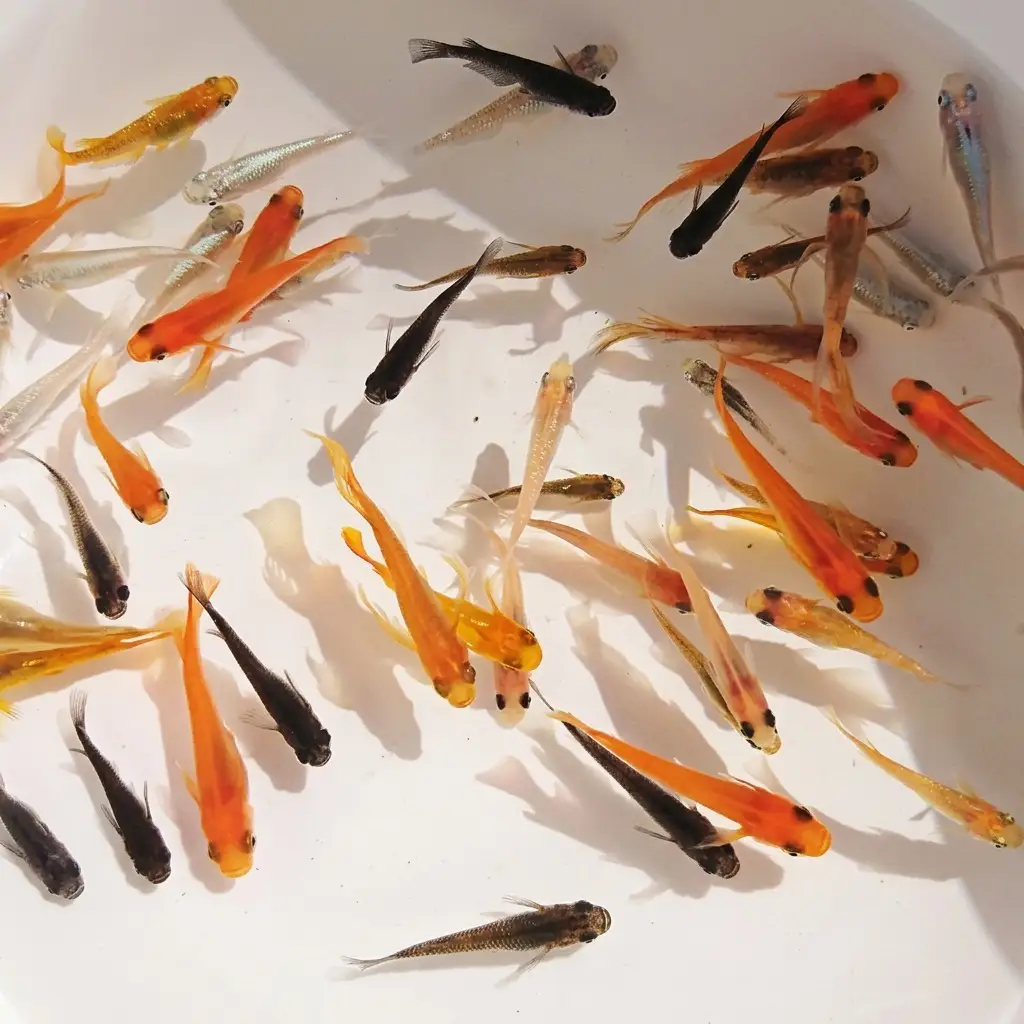 メダカ 改良メダカ 生体 観賞魚 楊貴妃 幹之 メダカ【選べる24匹・30匹 死着保証付き】 【46312347】 (2)4種各6匹合計24匹