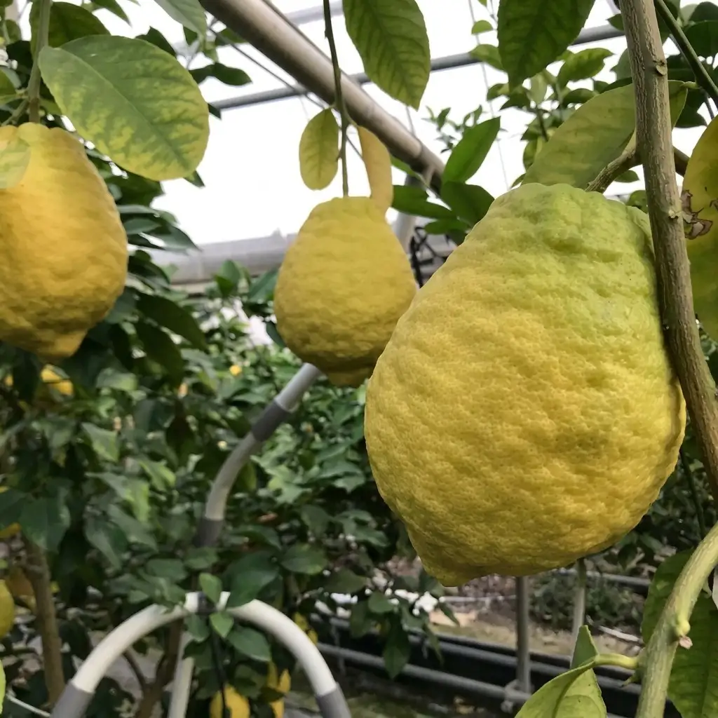 鉢植え 苗木 ジャンボレモン 6号 鉢植え レモンの木