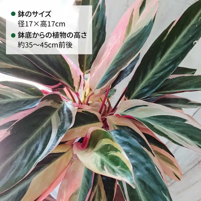 【お中元対象】緑、白、赤の色合いが絶妙！『 ストロマンテ ・ トリオスター 』 糸島市 / cocoha [AWB019] インテリア 観葉植物 おしゃれ