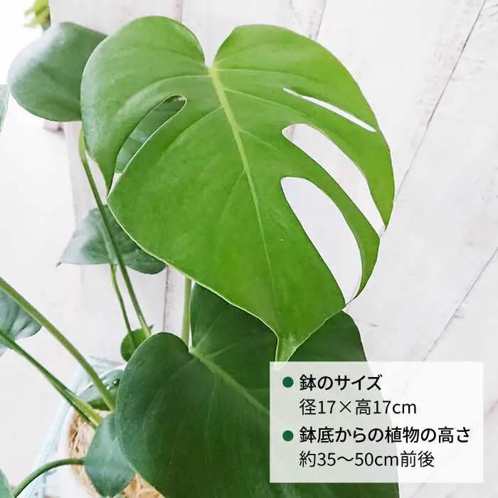 【お中元対象】モンステラ  糸島市 / cocoha [AWB018] 観葉植物 グリーン インテリア 室内