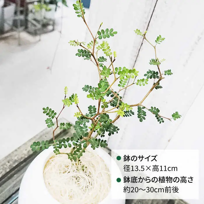ソフォラ 糸島市 / cocoha [AWB014] 観葉植物 グリーン インテリア 室内