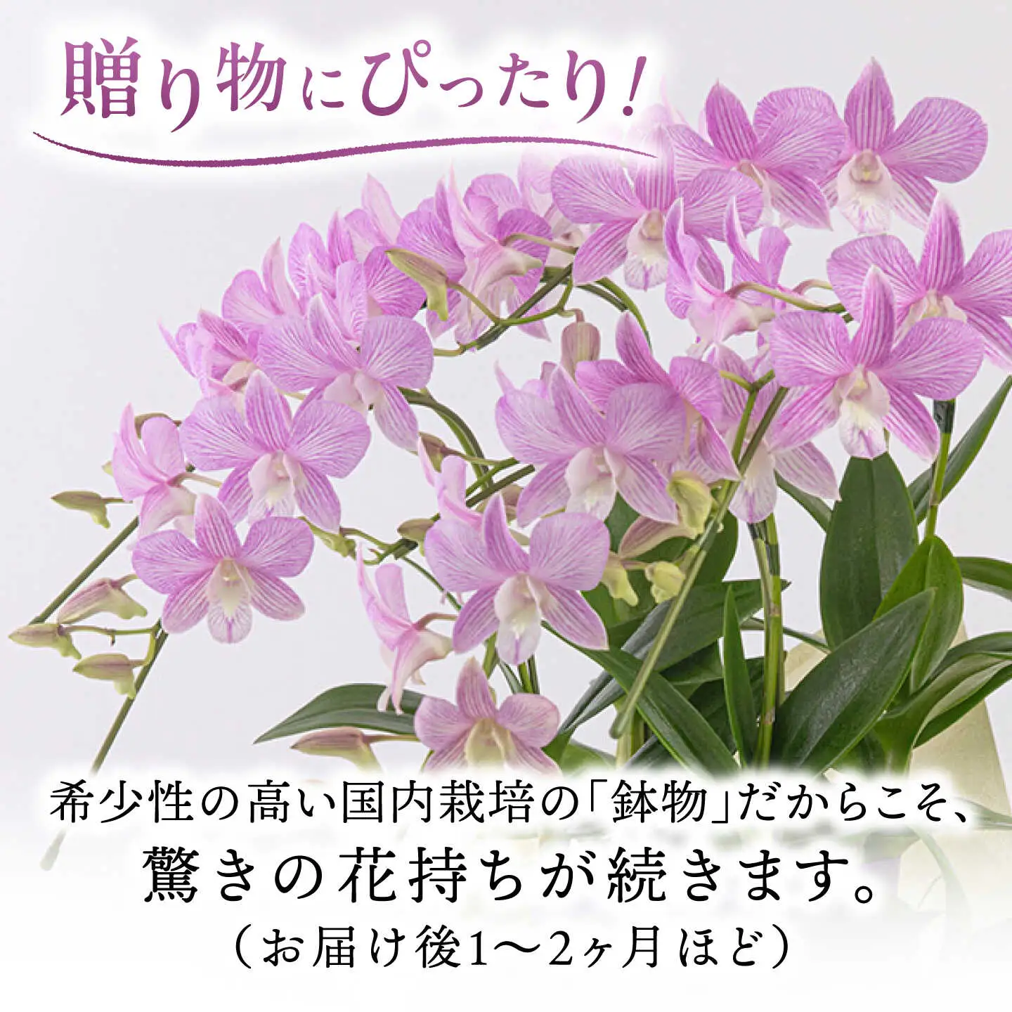 【お中元対象】【30セット 限定 】 デンファレ （ 洋蘭 ） 2本 立ち 《糸島》【和饗エコファーム株式会社】蘭 洋蘭 デンファレ 花 インテリア お祝い 贈り物 [AVI005]