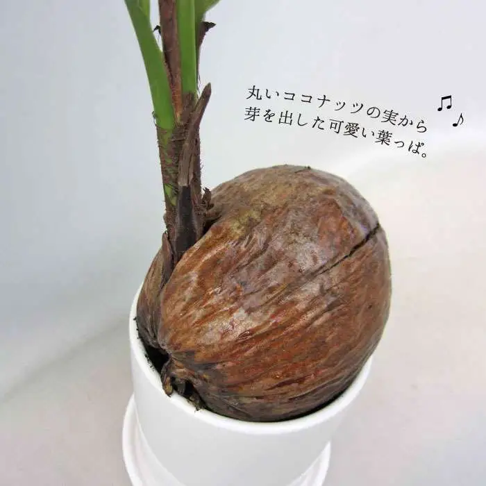 ココヤシ 観葉植物 《糸島》【はざま園芸】[AND004]