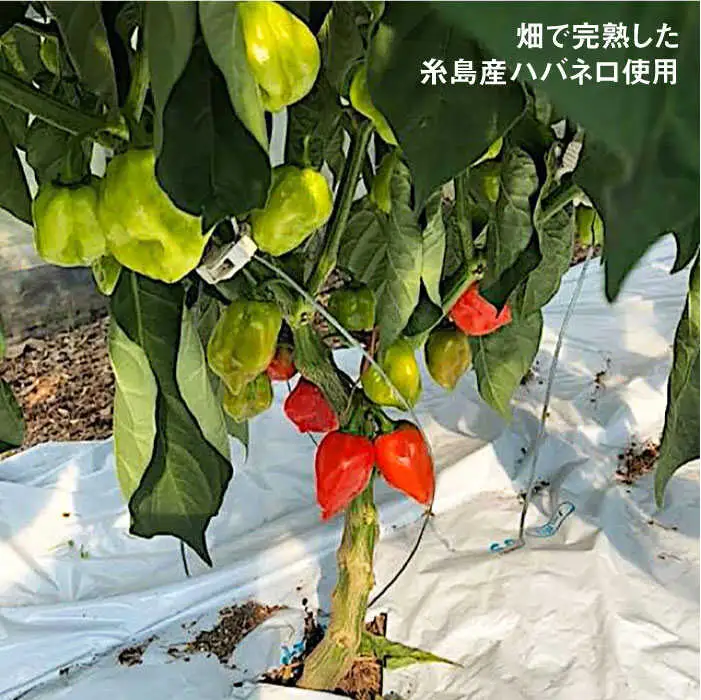 ハバネロ 酢 しょうゆ 200ml《糸島》【シェフのごはんやさん四季彩】【いとしまごころ】[ACC004]