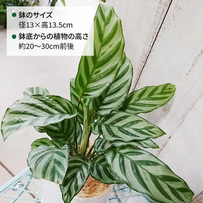 カラテア ・ フレディ 糸島市 / cocoha [AWB017] 観葉植物 グリーン インテリア 室内