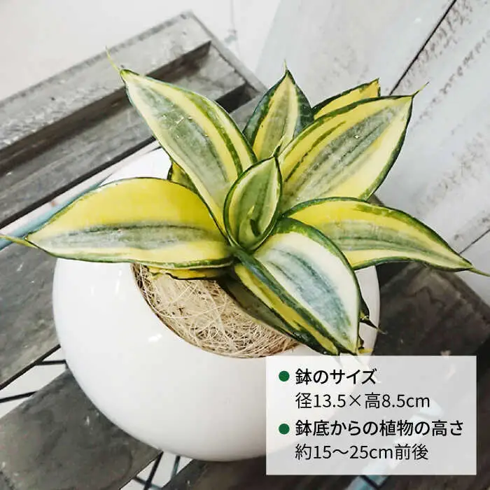 サンセベリア ・ ゴールデン ハニー 糸島市 / cocoha [AWB007] 観葉植物 グリーン インテリア