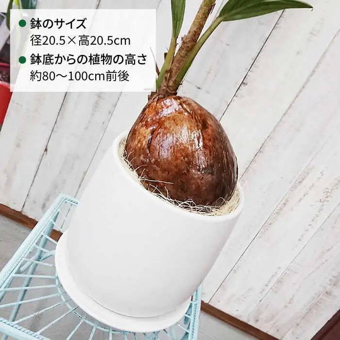 【お中元対象】ココヤシ 糸島市 / cocoha [AWB012] 観葉植物 グリーン インテリア