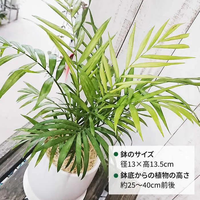 テーブル ヤシ  糸島市 / cocoha[AWB009] 観葉植物 グリーン インテリア