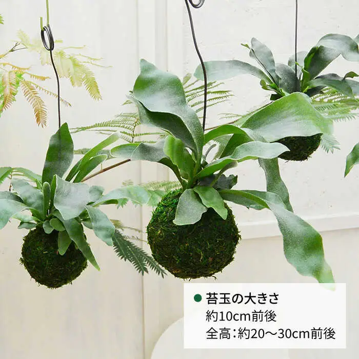 【お中元対象】吊るして オシャレ 『 コウモリラン 苔玉 』 糸島市 / cocoha 観葉植物 室内 [AWB004]