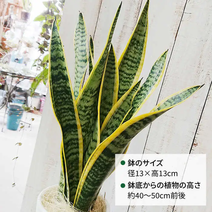 サンセベリア ・ ローレンチー  糸島市 / cocoha[AWB003] 観葉植物 グリーン