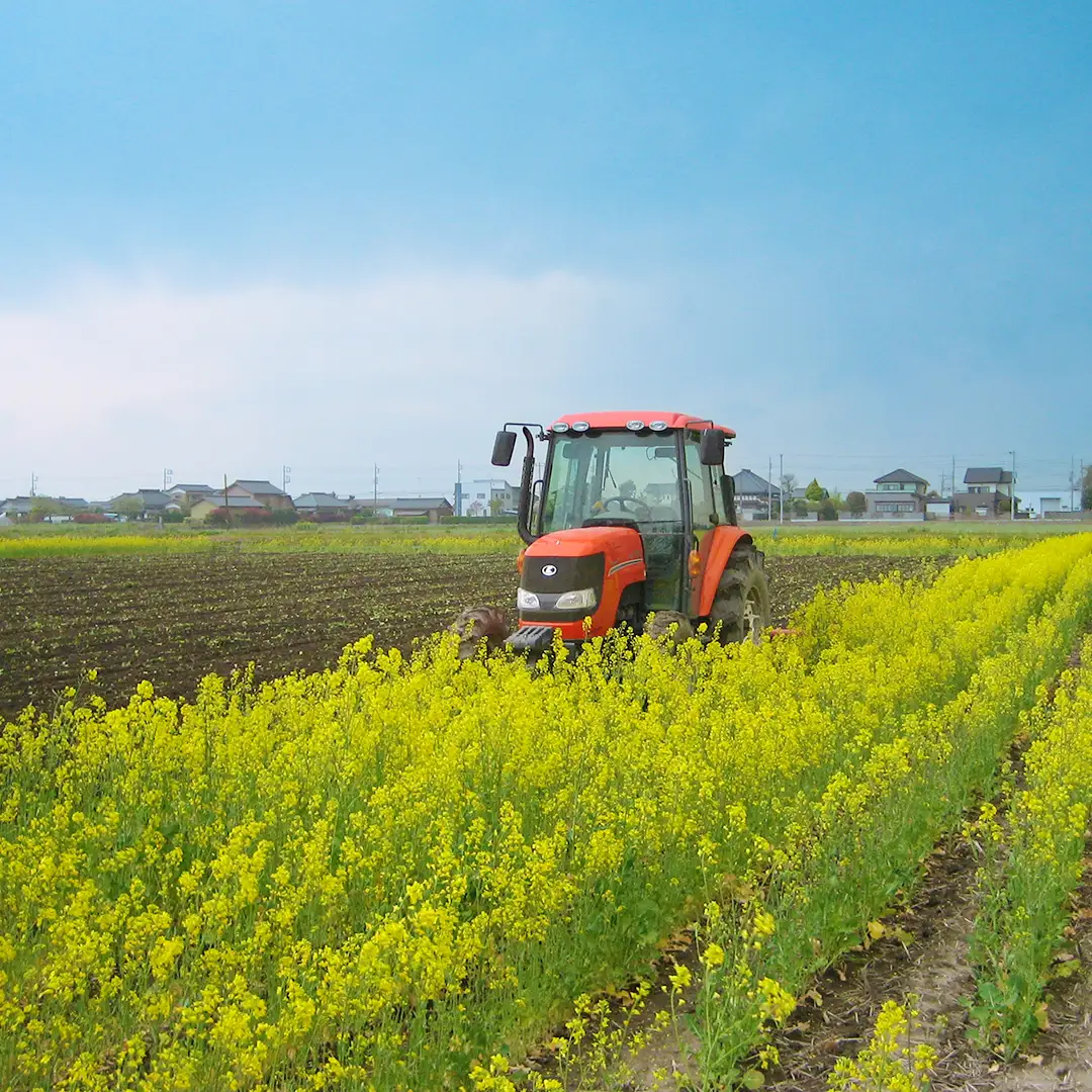 令和8年産 コシヒカリ ( 精米 5kg ) 特別栽培 菜の花米 「菜菜ちゃん」 米 茨城県産 お米 ごはん 減農薬 ブランド米