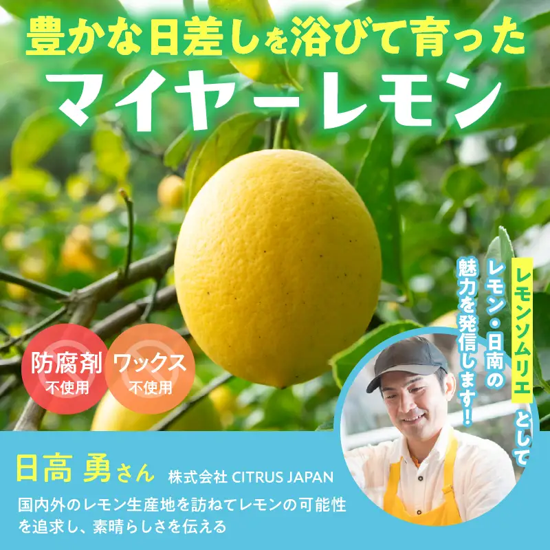 レモンピール 計300g フルーツ ドライフルーツ 果物 柑橘 レモン_BC146-26