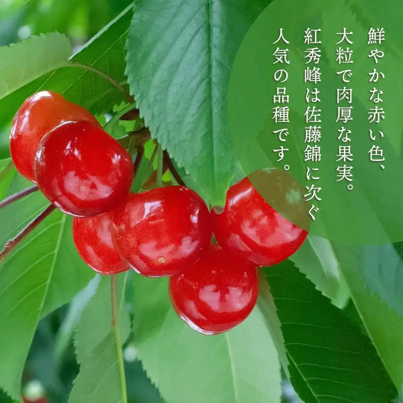 【令和9年産先行予約】こだわりのさくらんぼ「紅秀峰」(2Lサイズ以上)　バラ詰め 1kg（500g×2)　いまいのさくらんぼ園 K-969