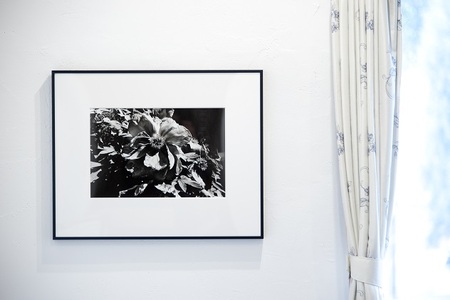 zushi art gallery森山大道写真作品「芍薬の花」（写真集『光と影』1982年より）