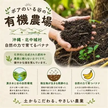 芳醇な甘さにモッチリ食感『有機アップルバナナプレミアム(3kg)』【1534083】