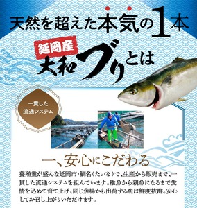 まるごと一本！大和ブリ 原魚約4kg N072-YC131