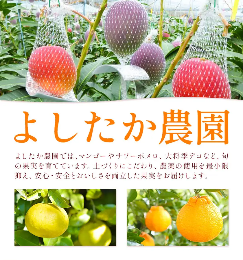 【先行予約】サワーポメロ 10kg 大橘（おおたちばな）よしたか農園 《2027年2月上旬-3月下旬頃出荷》