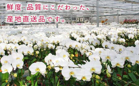 近江の胡蝶蘭 3本立ち 35輪以上 ミディ「ミント」 株式会社エフレボ 滋賀県 東近江市 B-C21 近江 胡蝶蘭 3本立ち 35輪 花 フラワー ギフト プレゼント 贈り物 お祝い お供え 滋賀県産 産地直送