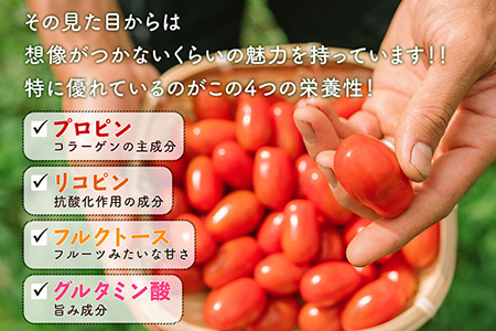 スナックみたいにパクパク食べられるミニトマト「ロッソナポリタン」　1.5kg