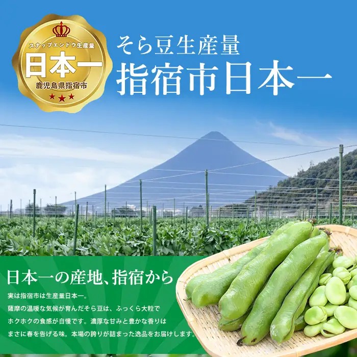 2027年3月上旬以降発送 ご家庭用そら豆約5kg IB092-005
