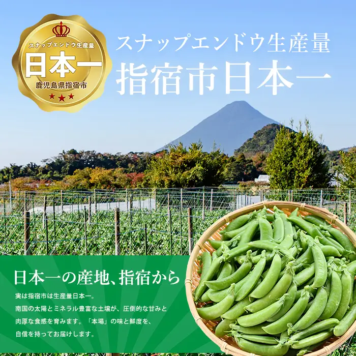 2027年2月上旬以降発送 ご家庭用スナップエンドウ約3kg IB092-004
