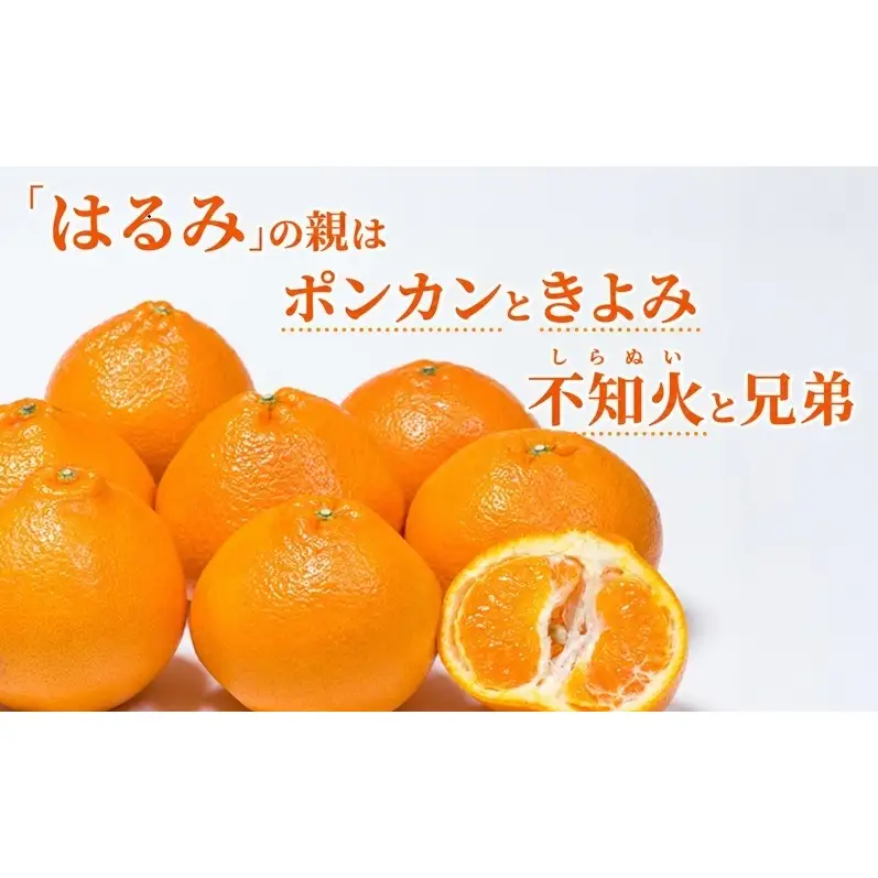 みかん はるみ A品 ちょいきず フルーツ 柑橘 みかん