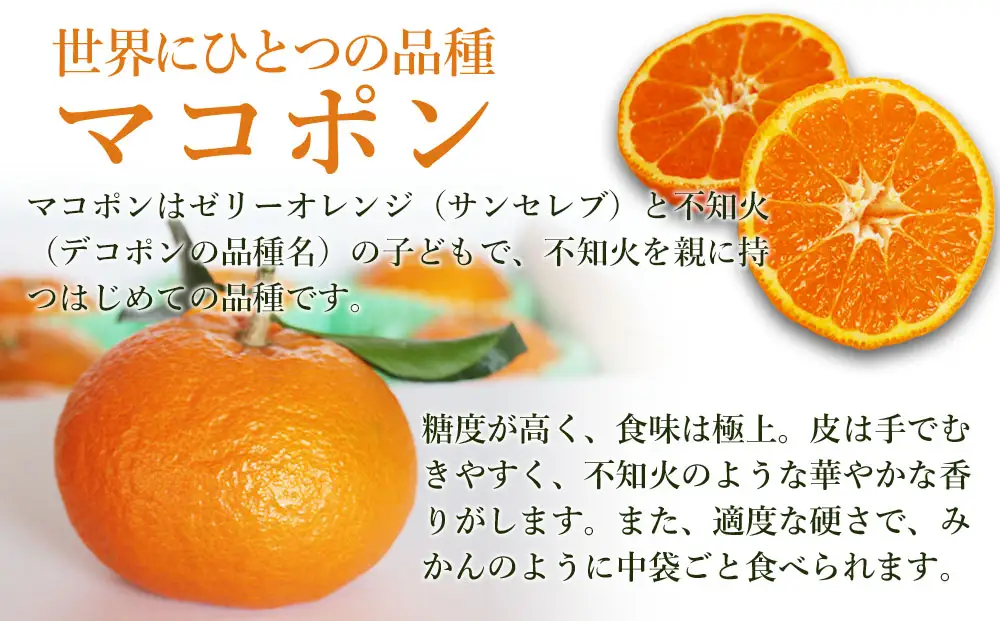 【先行予約】【数量限定】 紅モンスター マコポン 10～12玉 | フルーツ 果物 くだもの 果実 柑橘 柑橘類 まこぽん マコポン オレンジ ゼリーオレンジ 不知火 国産 中津市産 産地直送 大分県 中津市
