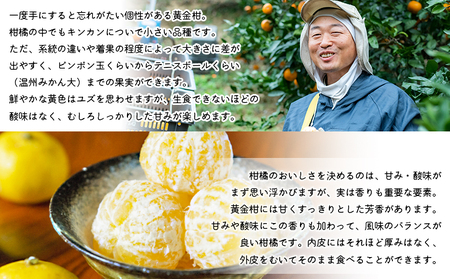  ＜無茶々園の黄金柑 約3kg（30～60玉）＞【先行予約】 フルーツ 果物 おうごんかん みかん ミカン 柑橘 期間限定 季節限定 無茶々園 特産品 愛媛県 西予市【常温】『2027年3月下旬～4月迄に順次出荷予定』AMC0015