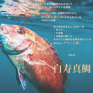＜白寿 真鯛 約400g と秘伝のタレ＞『7月下旬より順次出荷予定』 まだい マダイ タイ たい 養殖 魚介 お魚 海鮮 鯛めし お刺し身 切り身 骨抜き 骨なし 皮なし お祝い 御祝い 赤坂水産 寿司 和泉屋 愛媛県 西予市【冷蔵】 MSI0001