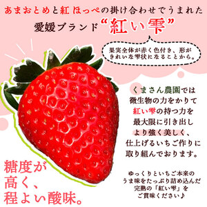 くまさん農園 愛媛のブランドいちご 完熟「紅い雫」（４パック） NFK0002