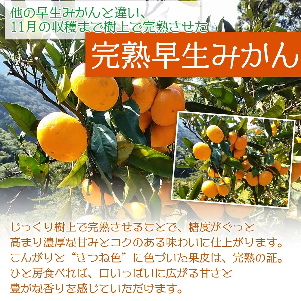 ＜完熟早生みかん 約4kg（家庭用・S～Mサイズ混合）直送＞ 果物 オレンジ 柑橘 特産品 山本果樹園 西宇和 愛媛県 西予市 【常温】『2026年11月中旬～12月中旬までに順次出荷予定』MYK0002
