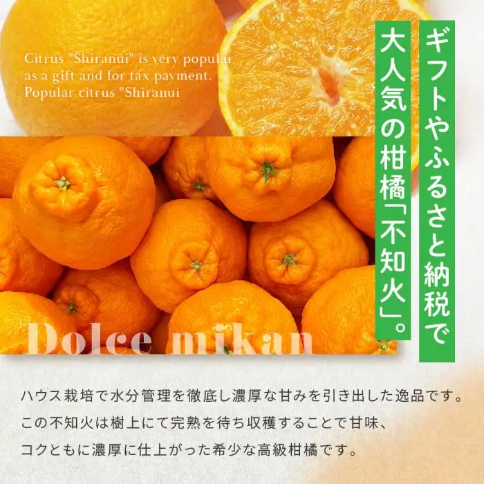 贈答用 越冬完熟ハウスしらぬひ 化粧箱8玉｜みかん 柑橘 しらぬい 不知火 しらぬい 尾道市