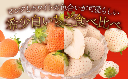 【先行予約 2027年1月～発送】白いちご「淡雪」＆「パールホワイト」食べ比べ セット 計440g / いちご [ICQ001]