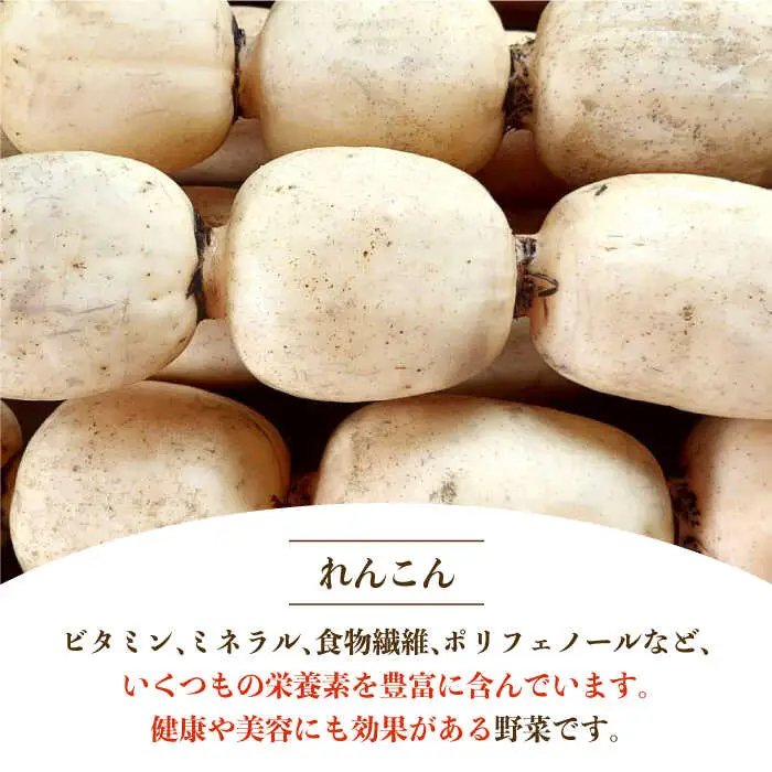 【2026年9月～発送】洗いれんこん 約2kg（500g×4袋）/ れんこん [IAS003]