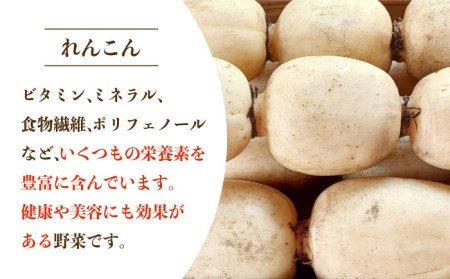 【2026年9月～発送】洗いれんこん 約3kg / れんこん [IAS004]